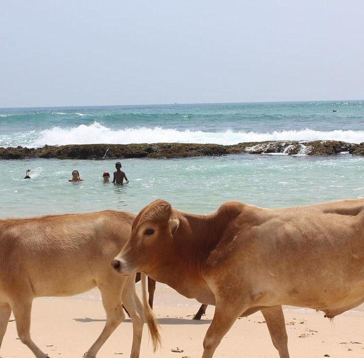 Easy Stay Lodge Weligama Exterior foto